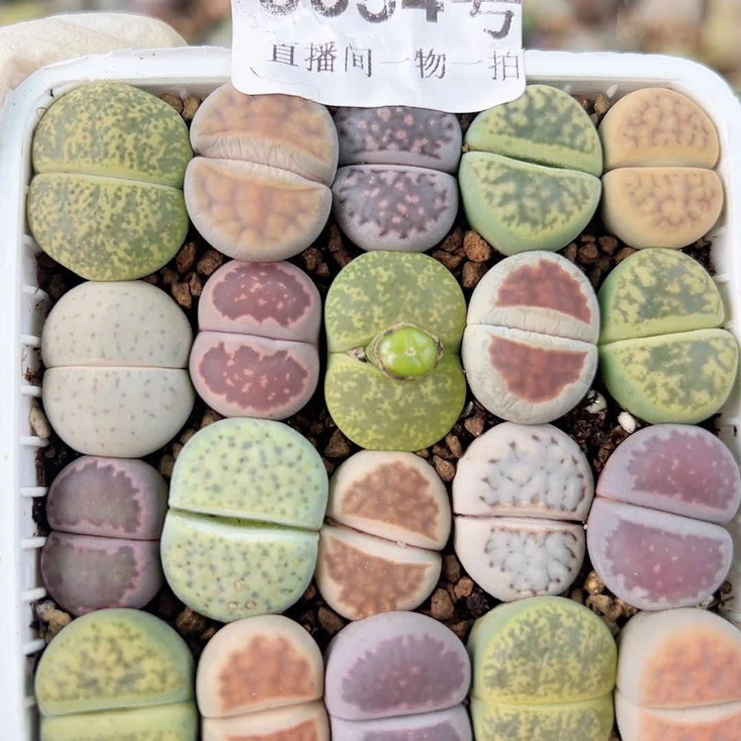 8654 好养易活生石花大母本