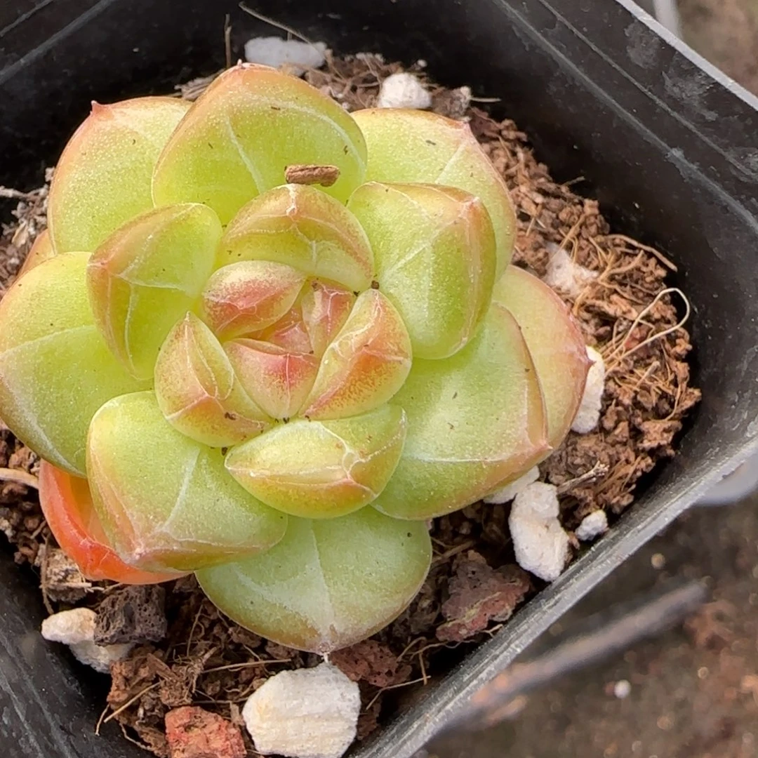 小卡拉米糖心一物一拍