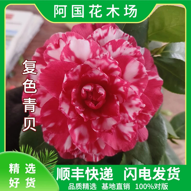 青叶贝拉山茶花复色纯色稀有品种大花型客厅阳台庭院窗台绿植花卉