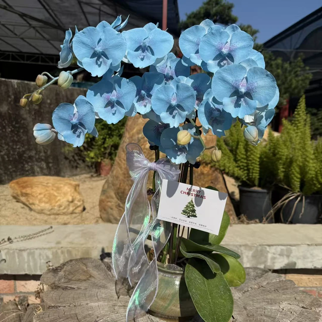 蝴蝶兰 【海蓝之谜】中花型 好养耐养 特殊工艺植物上色  送人送礼
