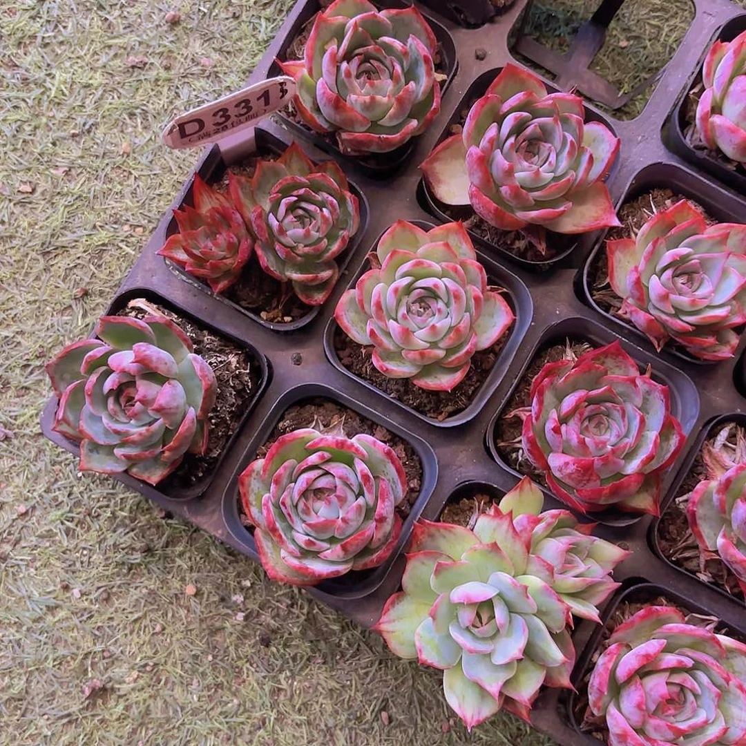 琦*裕D331惊鸿仙子一物一拍