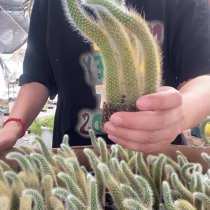 10颗九尾狐，8厘米左右带土球