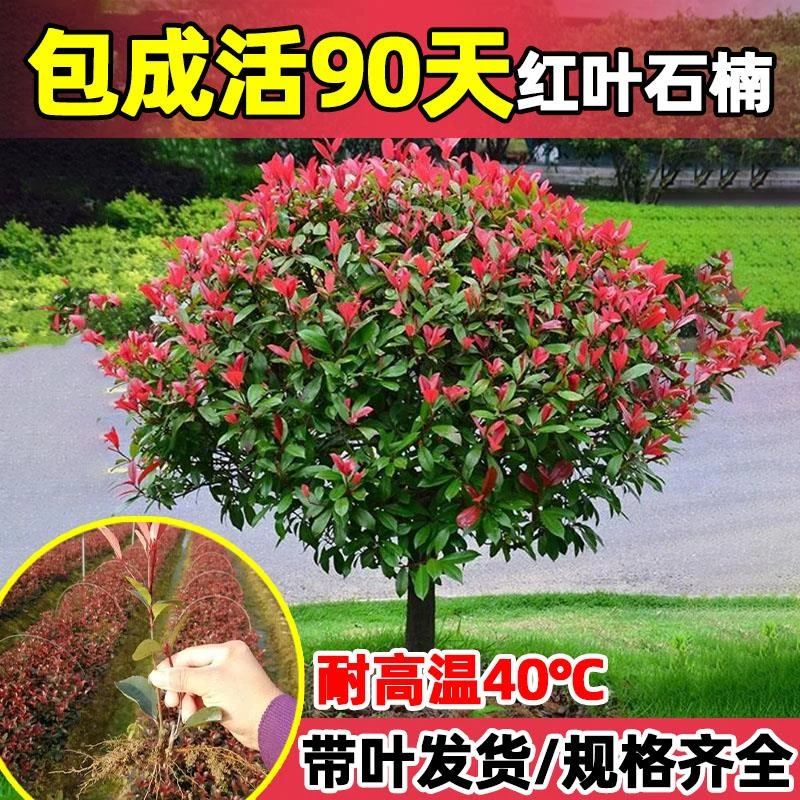 红叶石楠树苗小苗四季常青火焰红绿化工程绿篱公园花园庭院苗木树