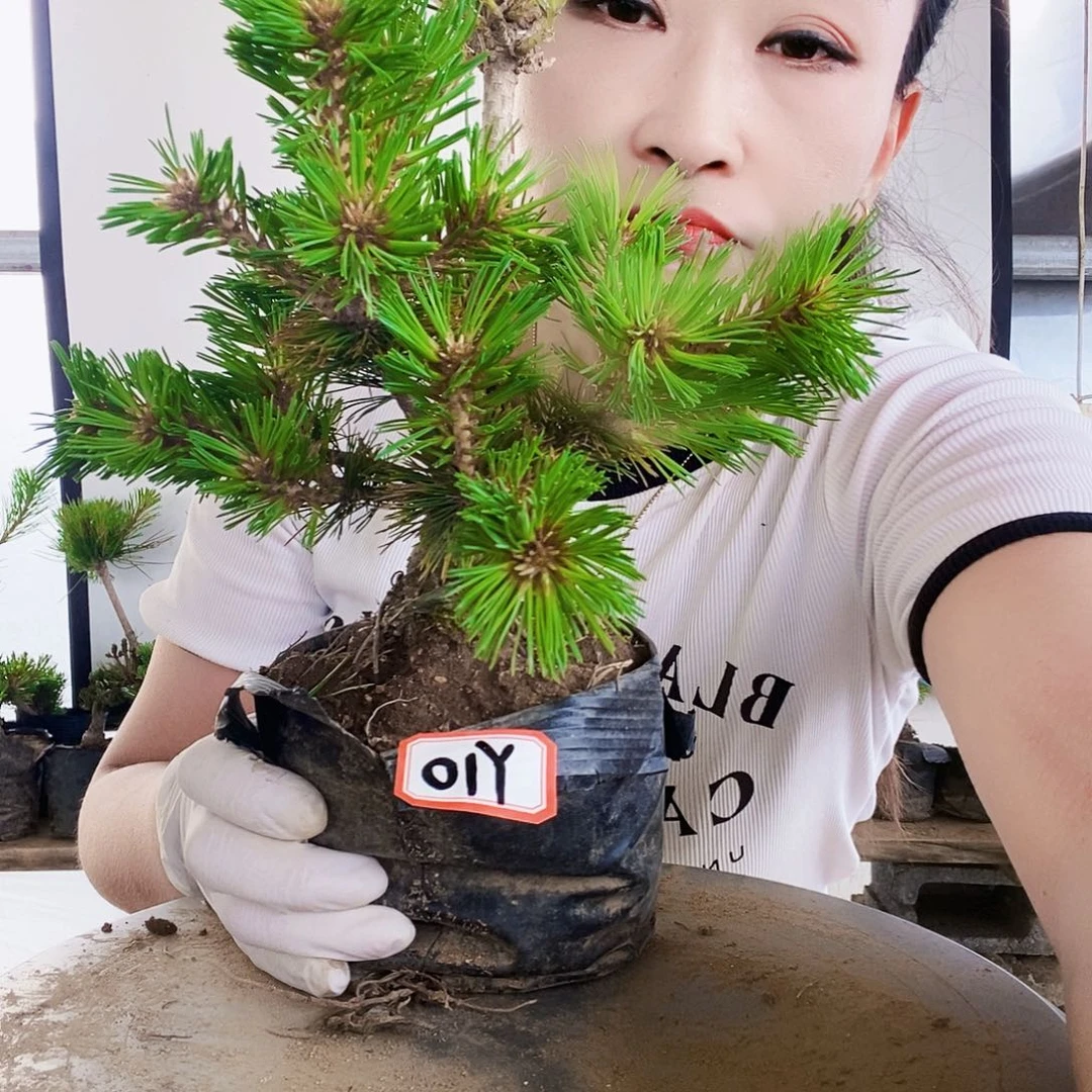 无花朵植物形态多年生草本