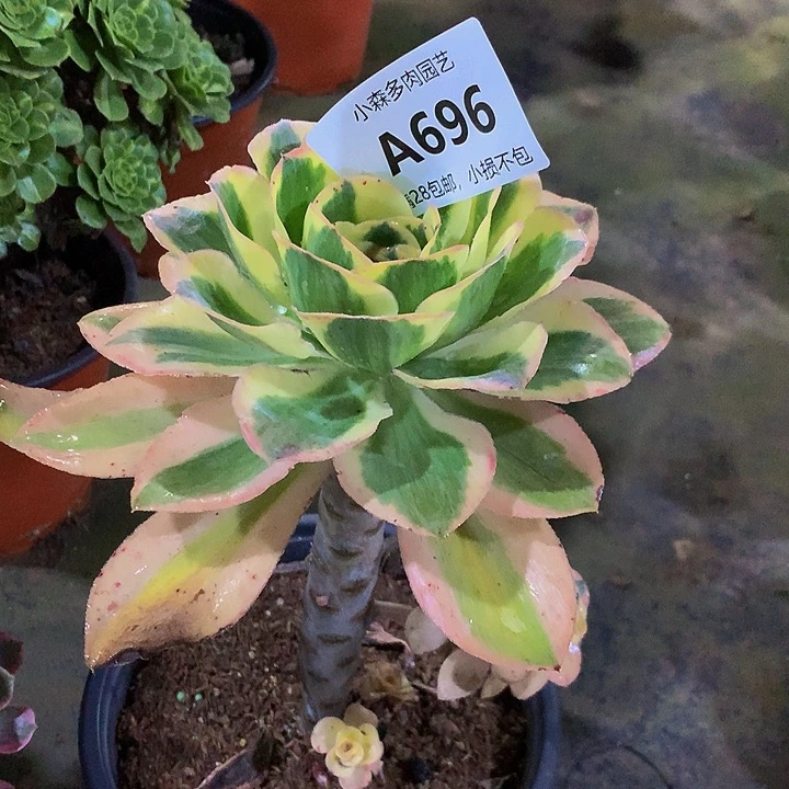 自****)696燕姿不包生死