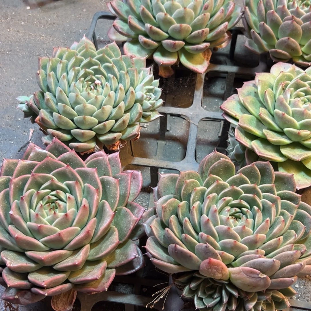 273点的地方vvvvv