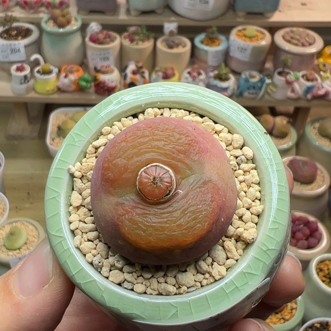 多肉植物174号疑似水蜜桃