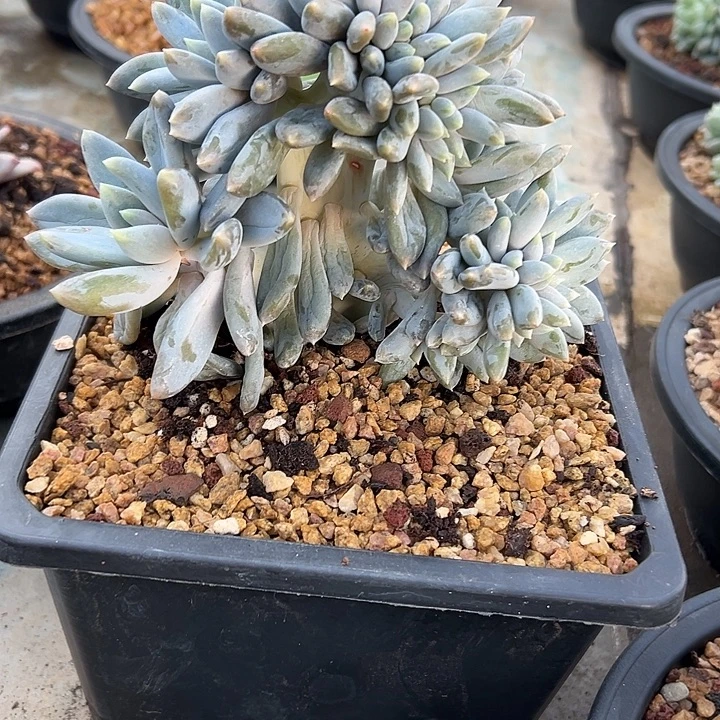 胖体哥特萝莉缀化多肉