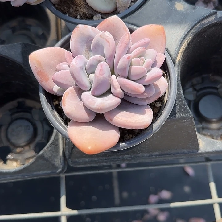 青蛙王子儿童牙膏111