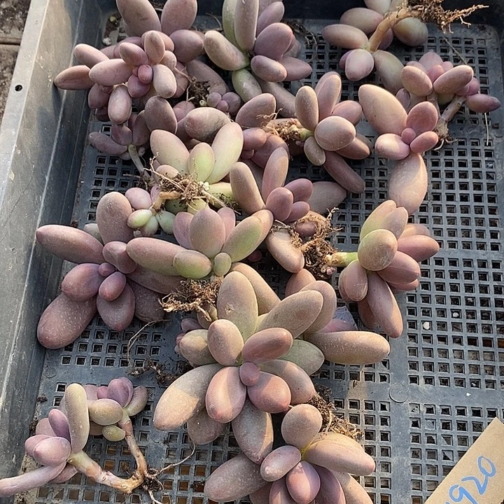 三***小无花朵1920号一物一拍糖果