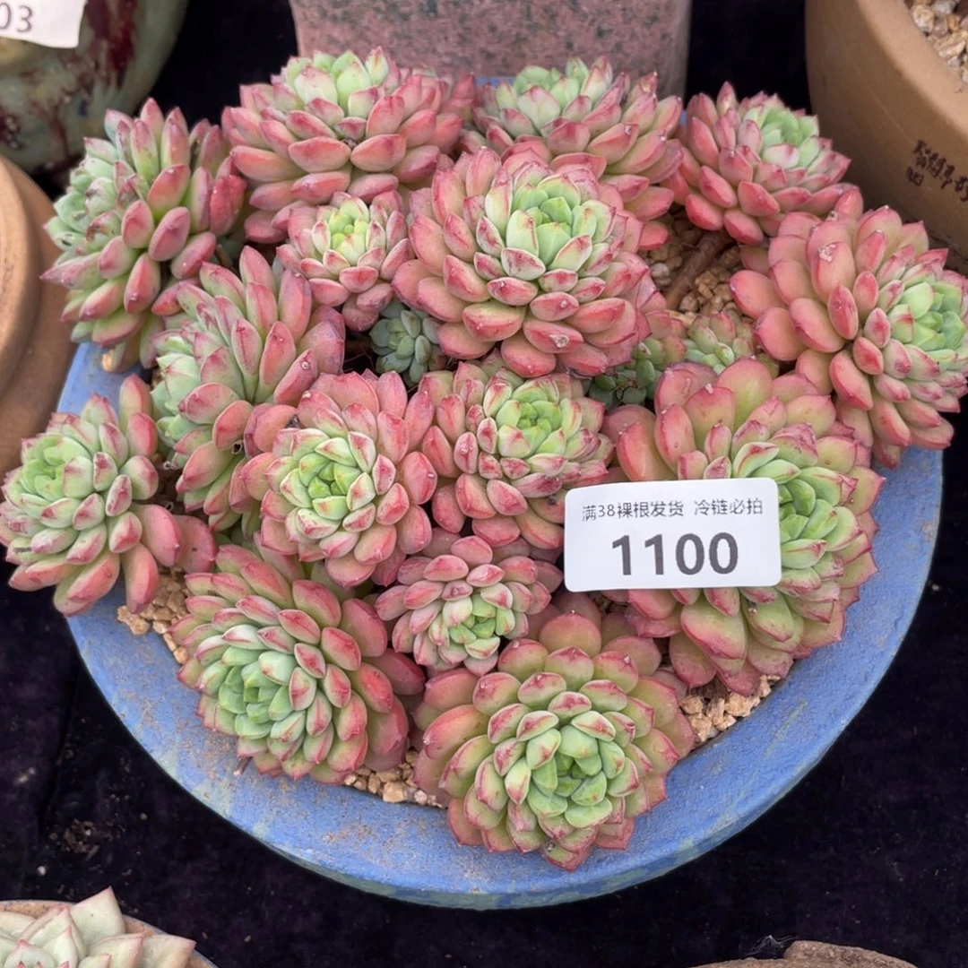 平***登1100混血儿多肉植物一物一拍多肉