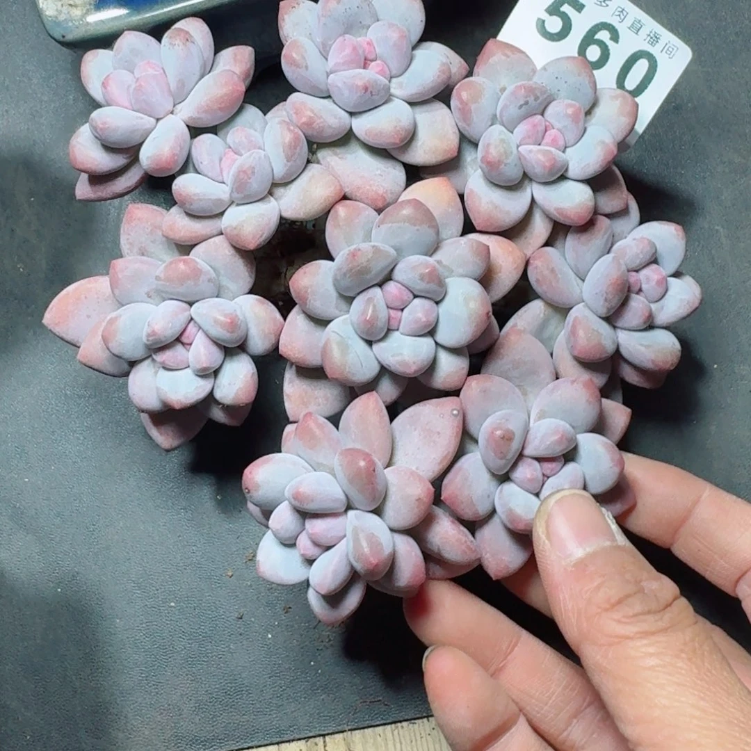 丸叶香水群生整装无砍