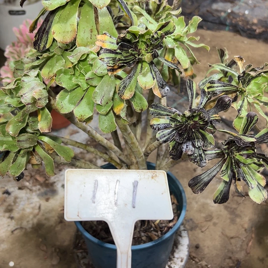 多肉植物水墨丹青法师111