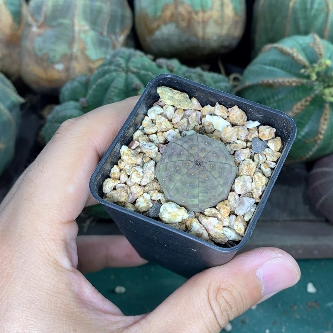 欧系实生布纹球多肉植物