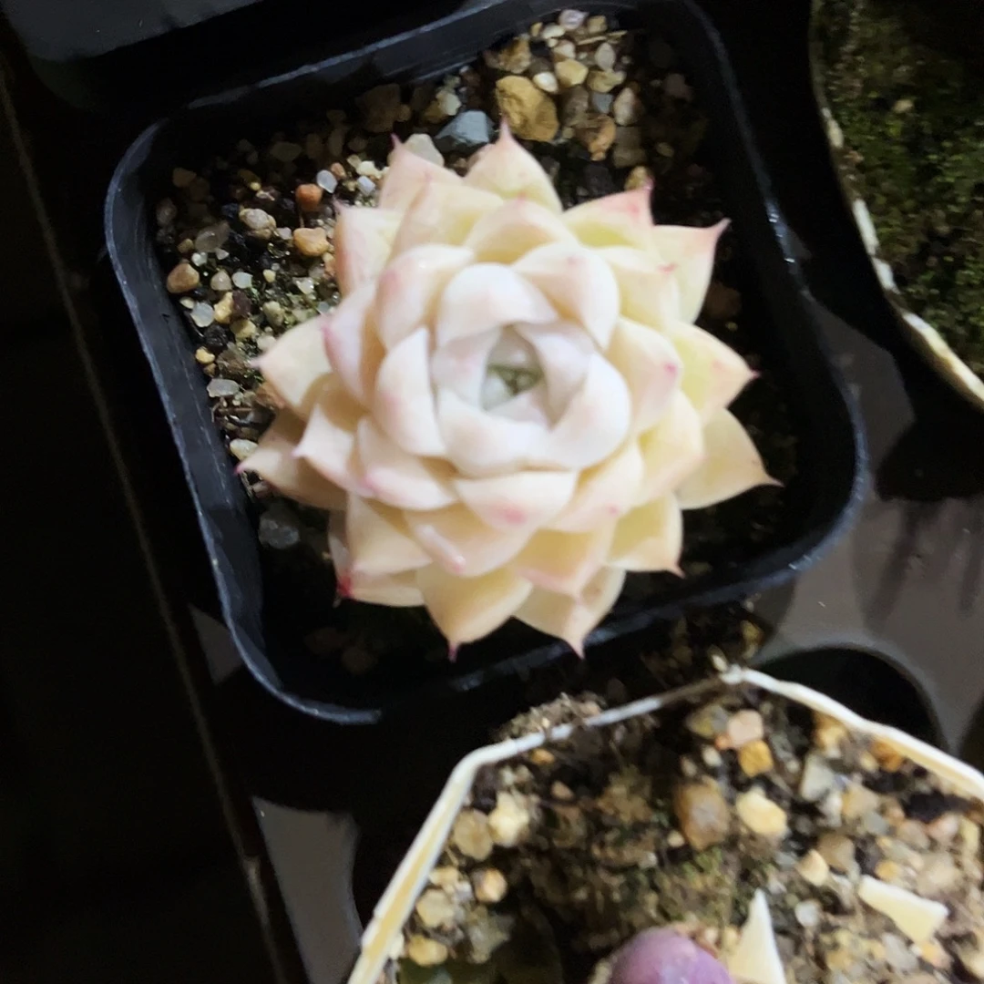 木***木48多肉植物提取萃取剂