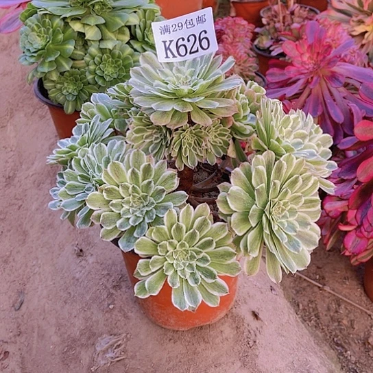 626嫦浪多肉植物