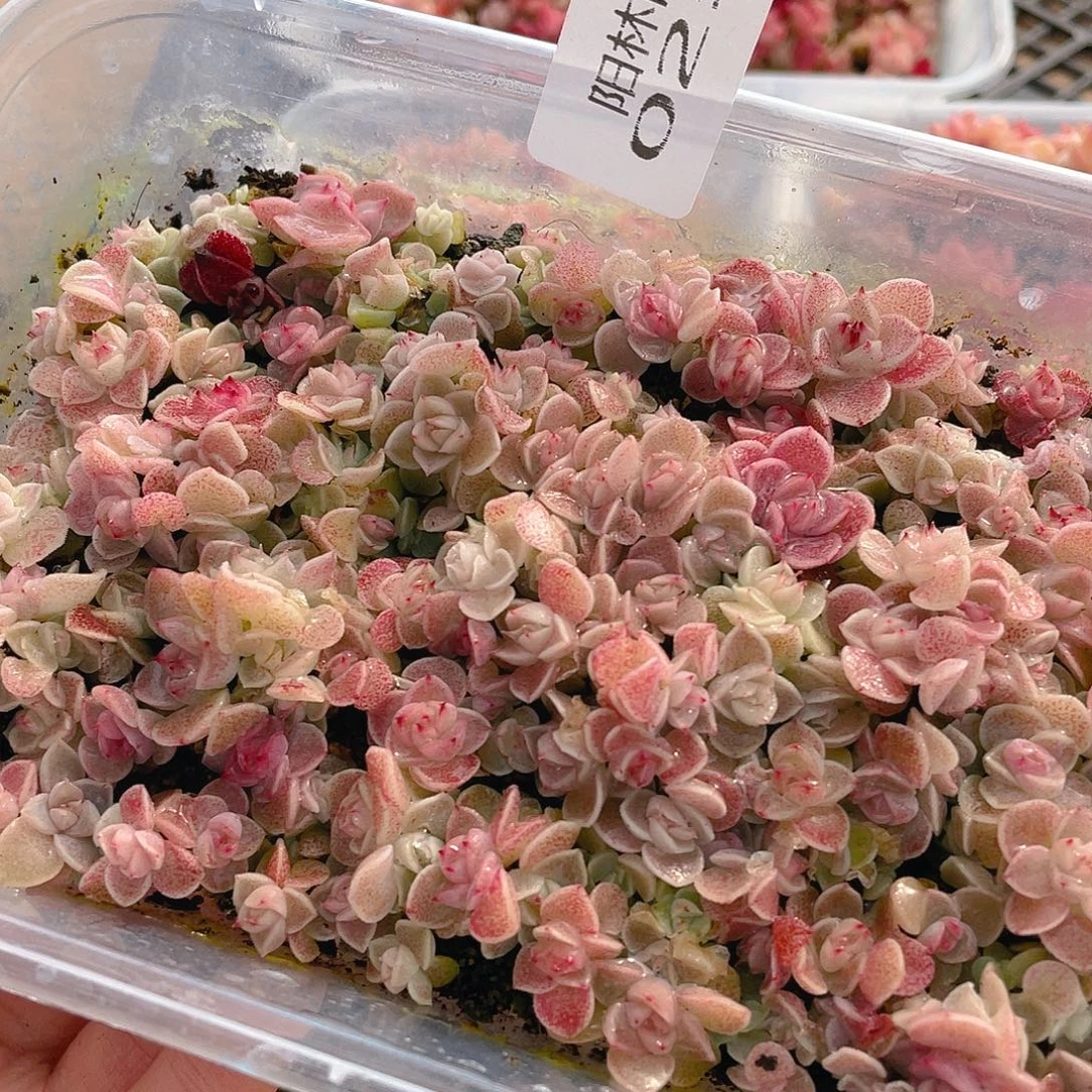 多肉植物多肉植物256