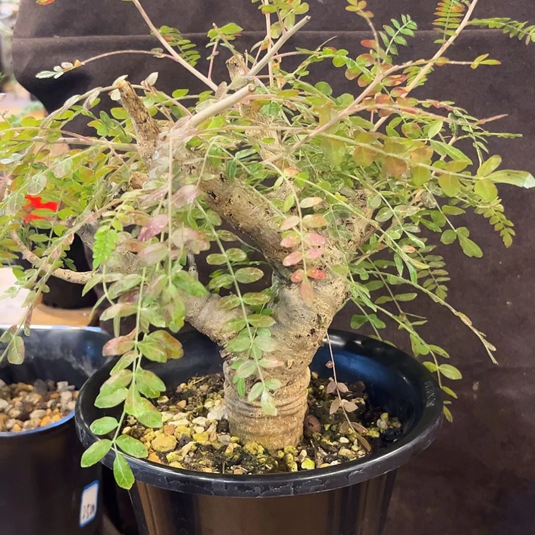 汤圆植物尼勒达乳香橄榄