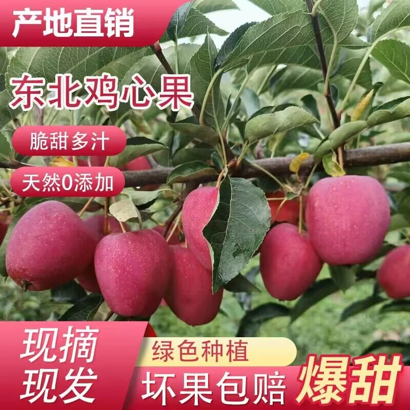 东北鸡心果香妃海棠果新鲜应季现摘现发绿色小苹果