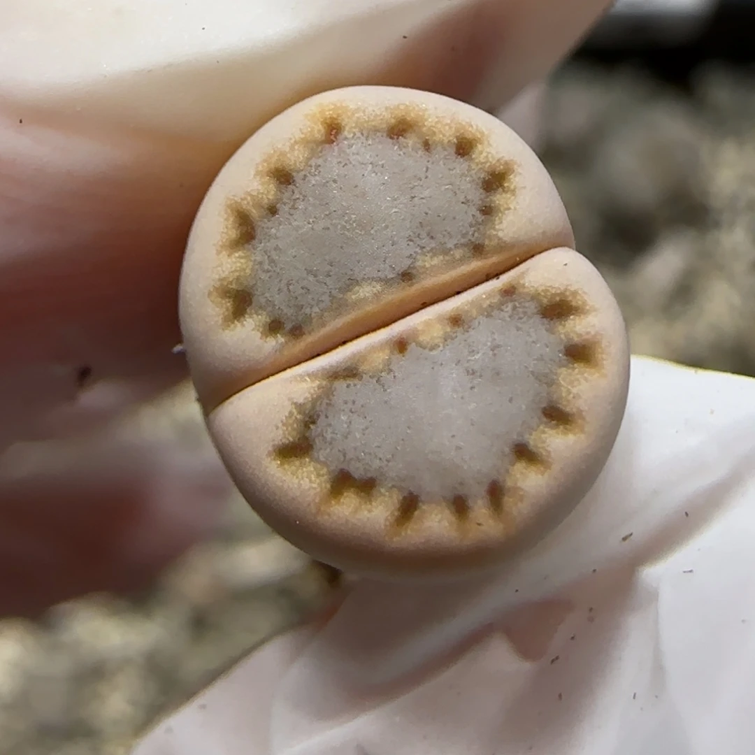 12.8.c24饼干.9041尺寸1cm