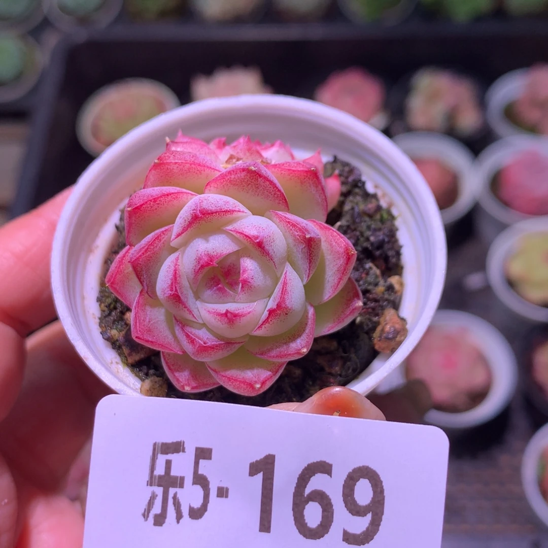 乐然 5-169 女王玫瑰