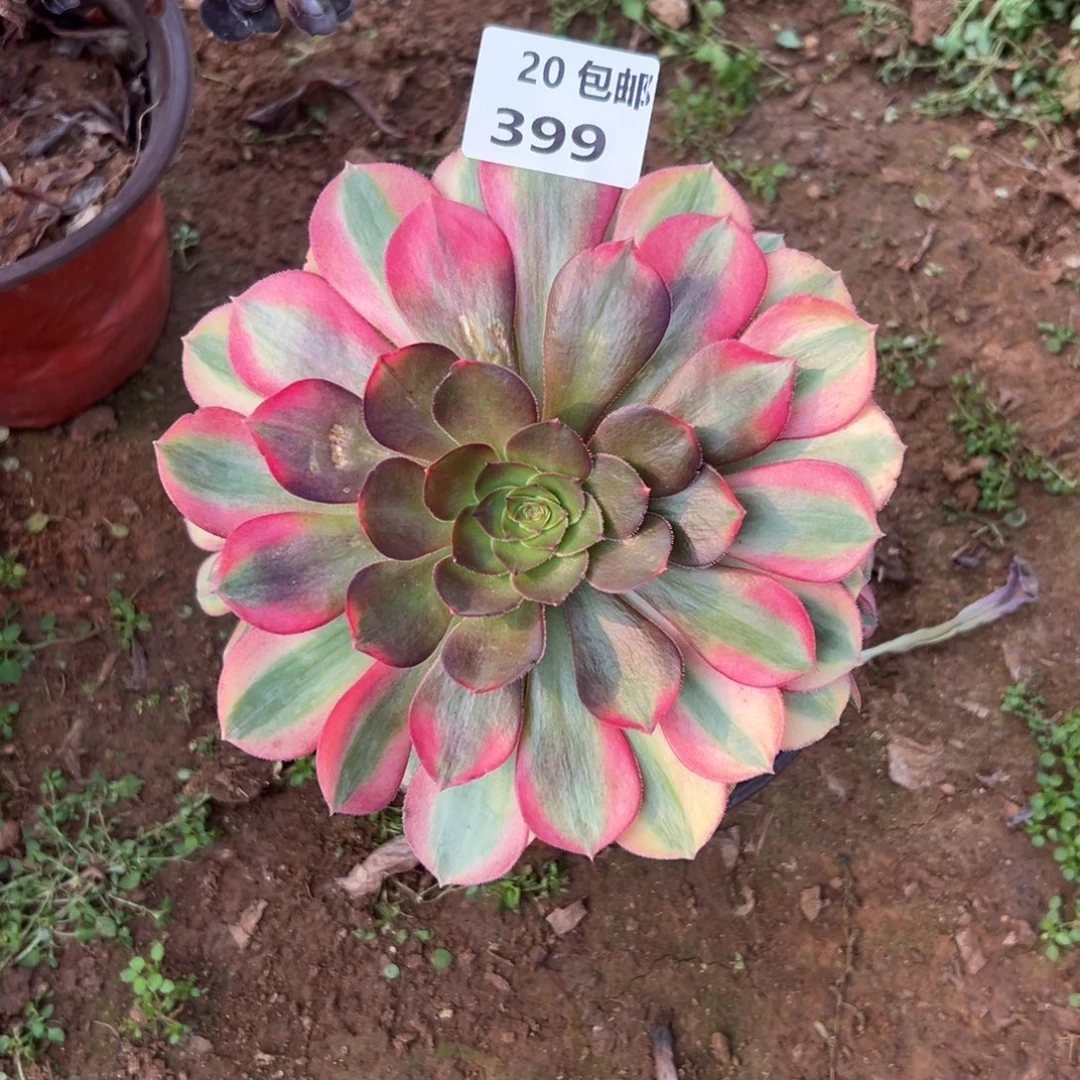 399雨荷，满20包邮嘟叮熊