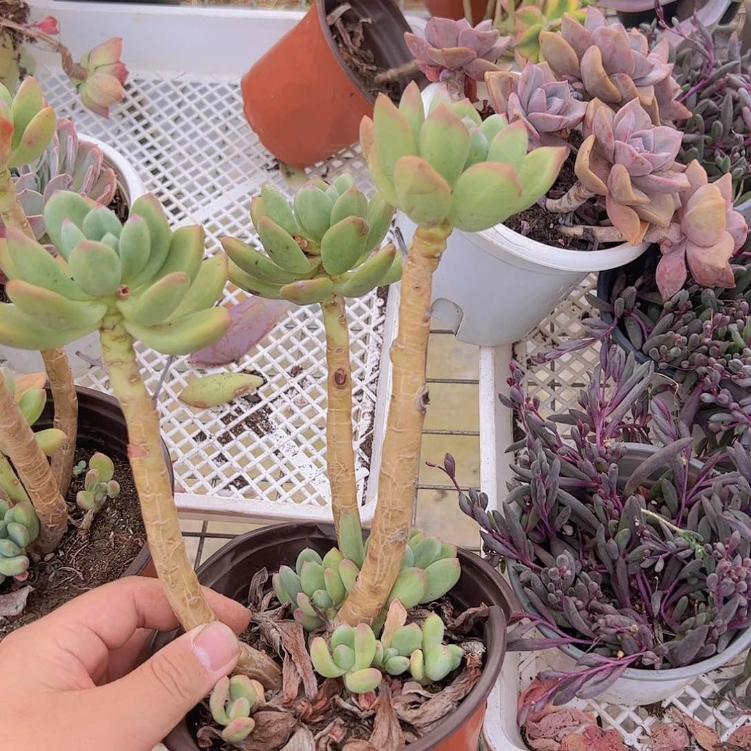 青星美人三头起老桩一盆