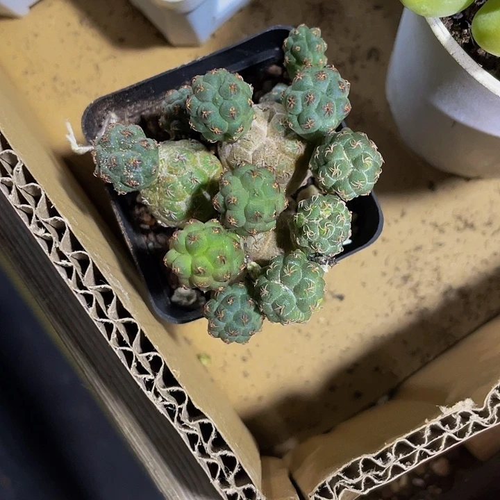 足球团扇带盆土发货
