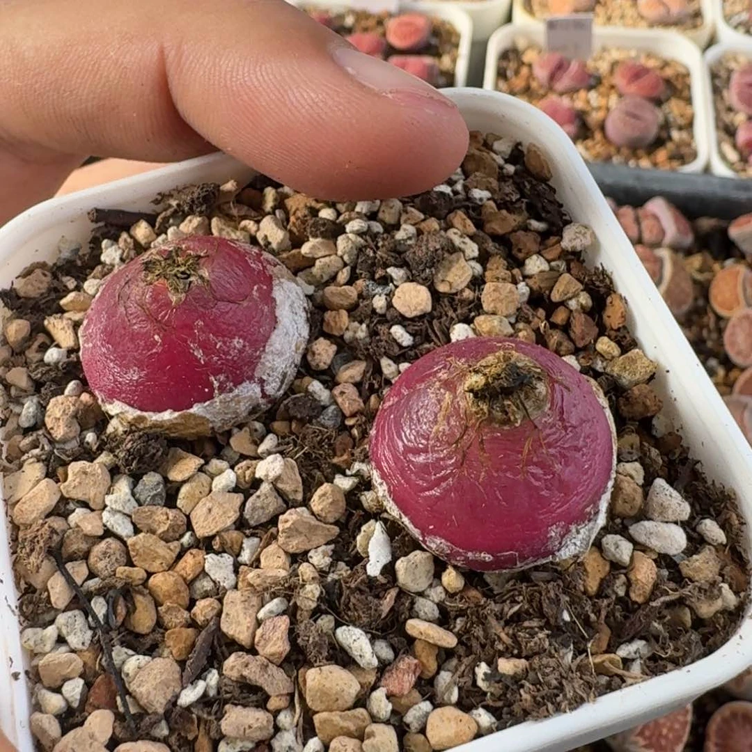 G383灯泡老母本俩多肉