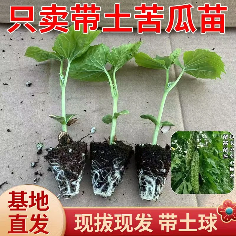 【苦瓜苗】高产翡翠苦瓜大肉苦瓜长白苦瓜苹果苦瓜秧苗带土基地直发