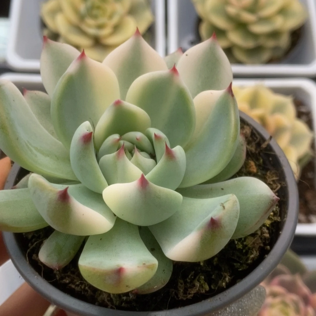 769锦锦锦锦锦锦锦锦
