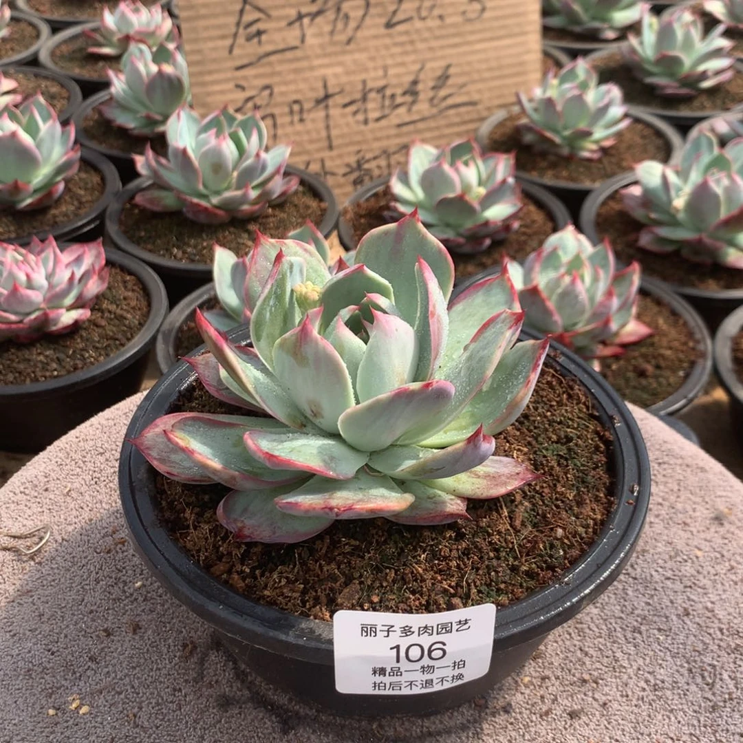 106惊鸿一物一拍。尺寸12。多肉植物
