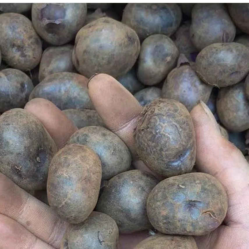 云南红河高原种植乌洋芋富含花青素