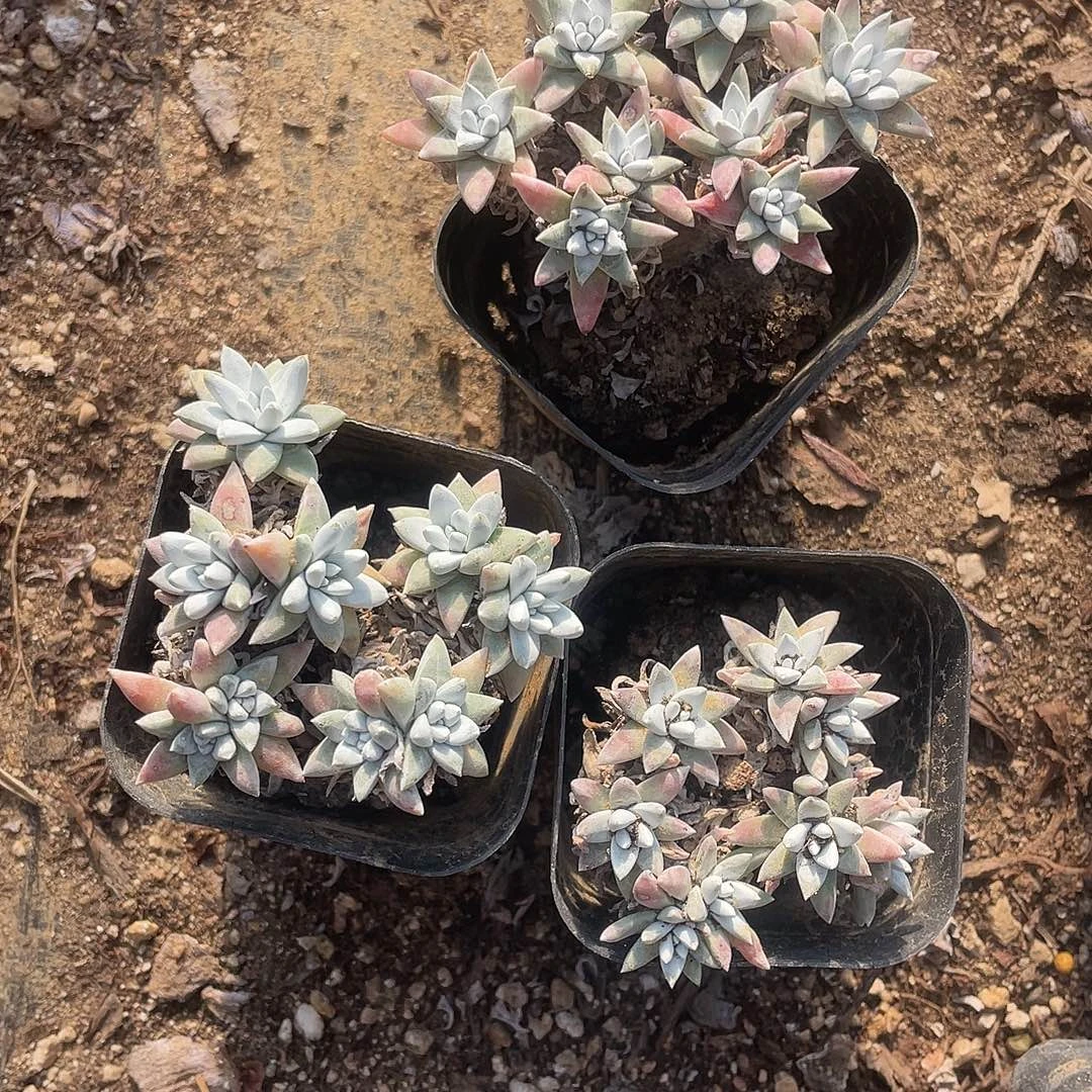 白菊6头起发货3颗一组