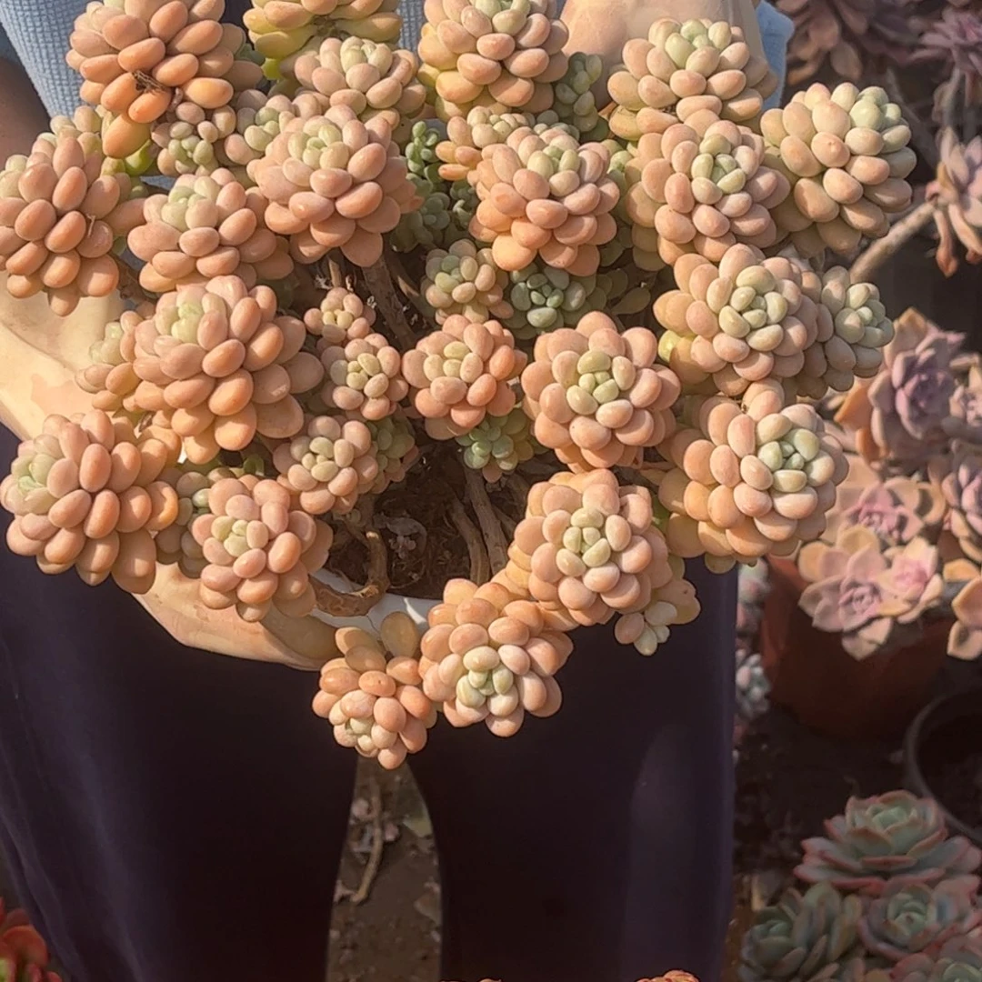 洛可可一颗一单包邮