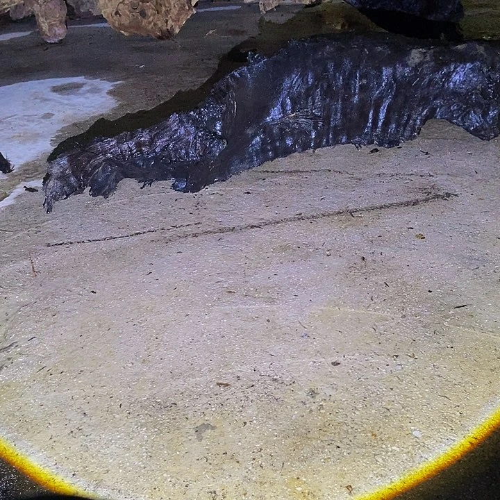 楠木（金丝楠）其他?****?