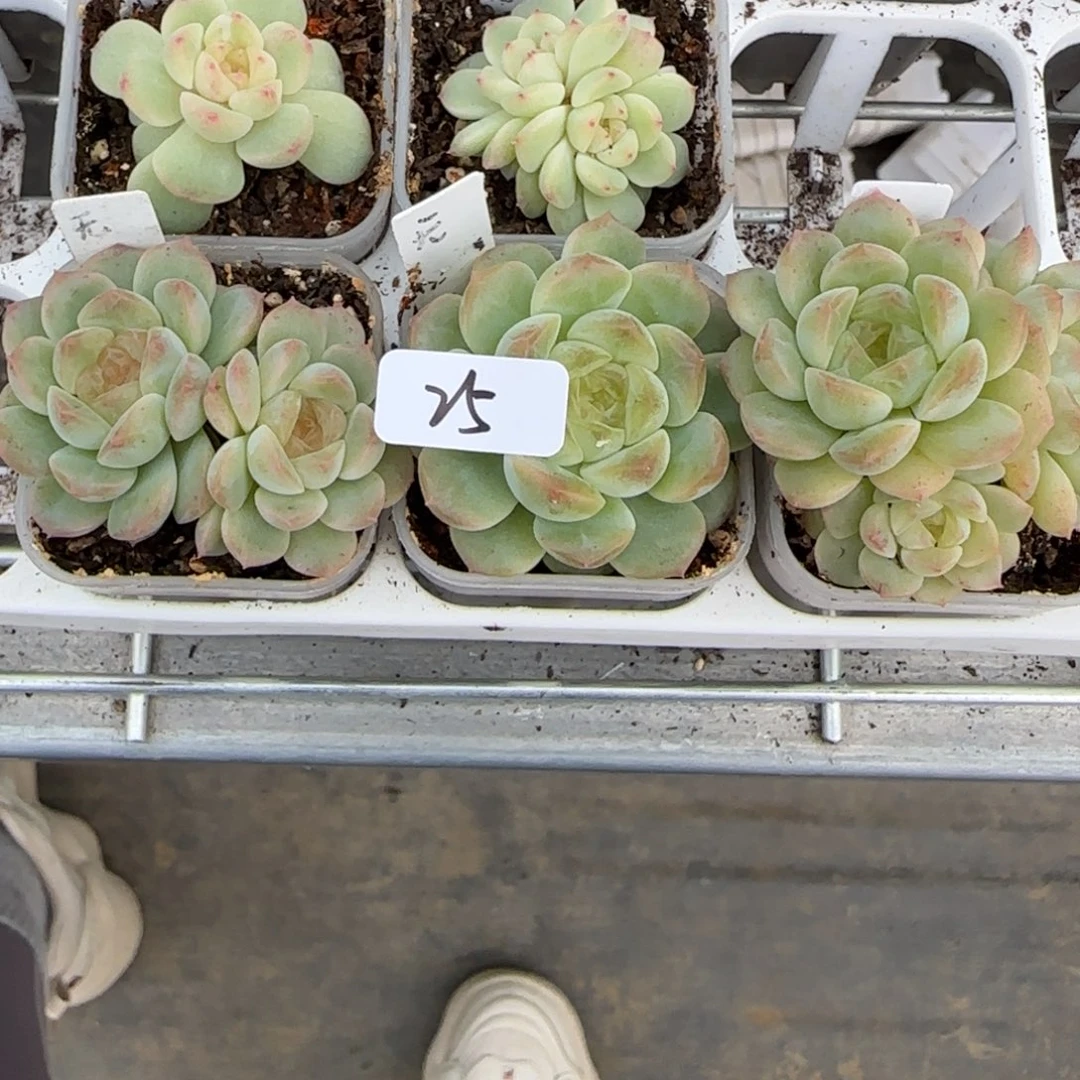 星***吗25福利无尽灯三颗