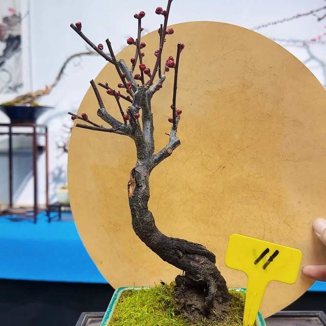 无铅玻璃四*桂d f g h h n m m