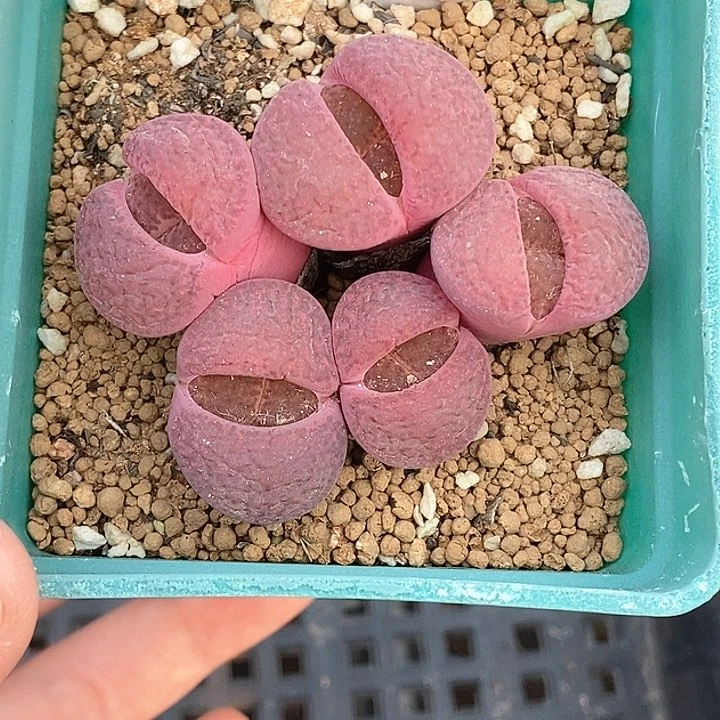 桃喜花园0220-57生石花