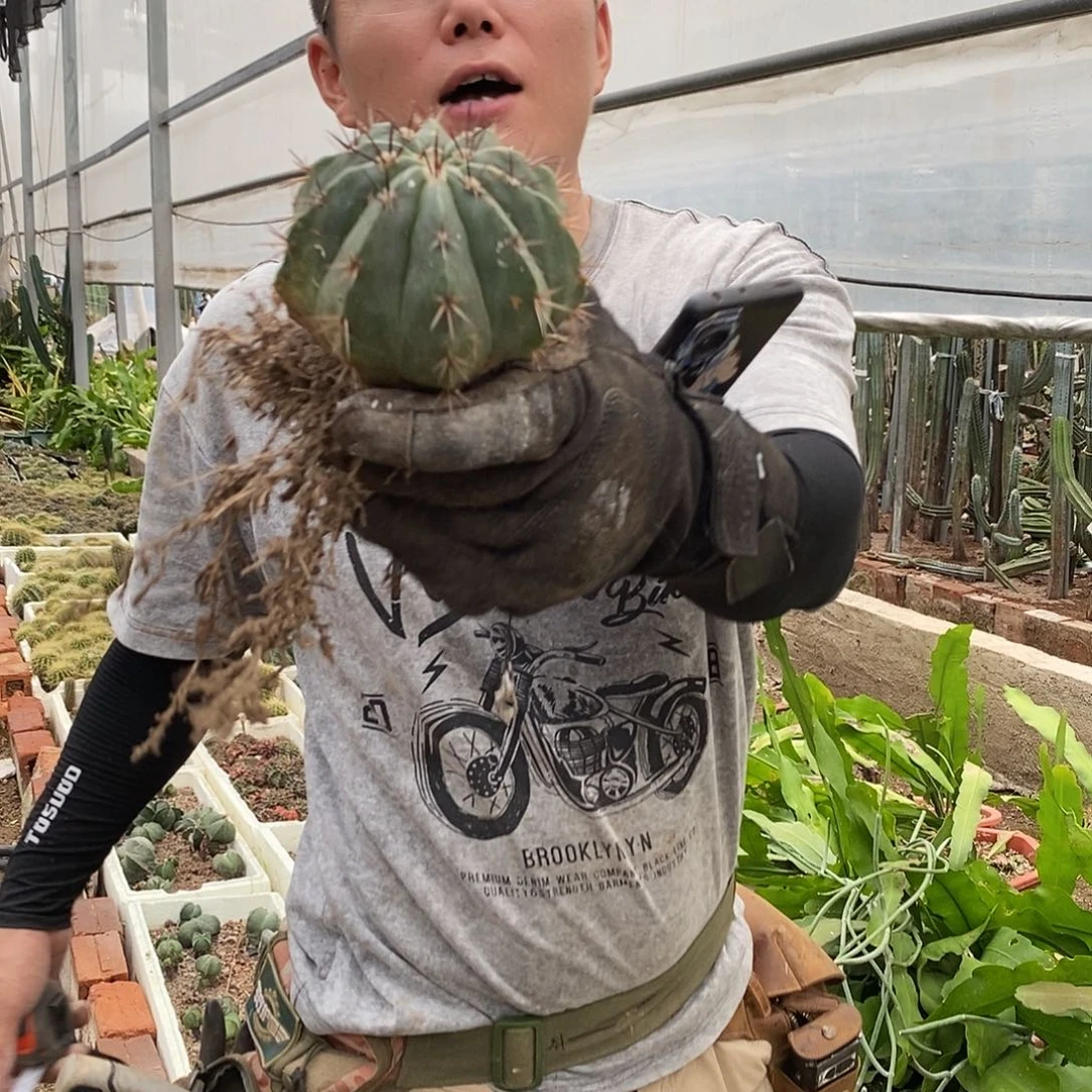 紫云10公分实生根