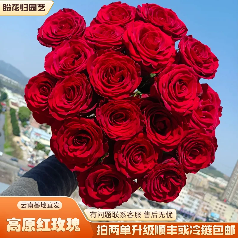 【高原红】丝绒质感玫瑰鲜切花（拍两单升级顺丰或冷链包邮）