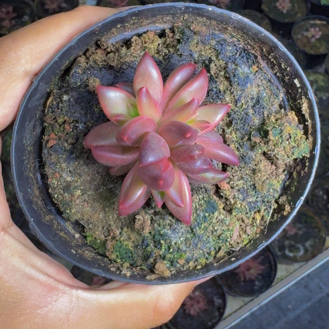 莉莉丝 叶插  一物一拍