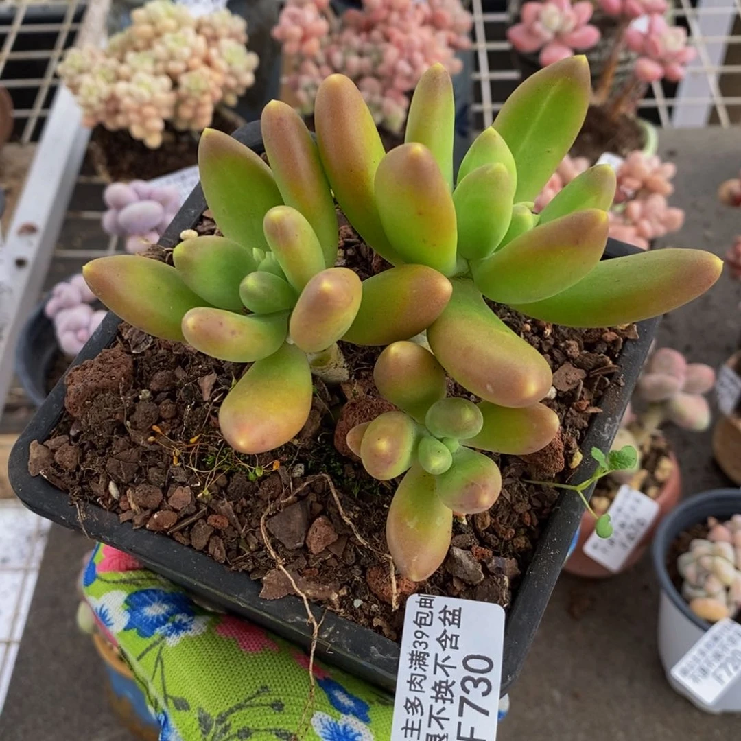 芒果奶酪730/9c m