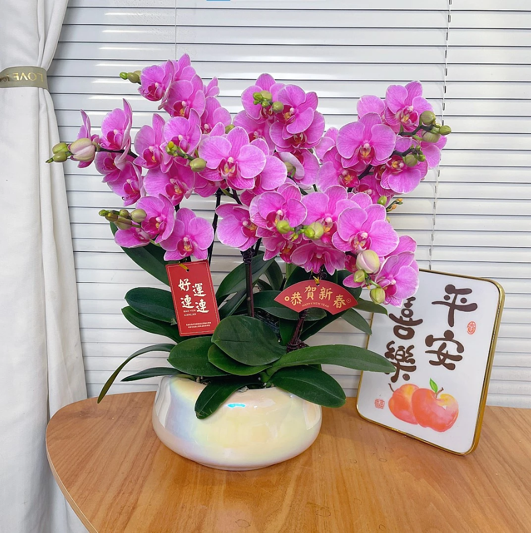 【紫蝶-蝴蝶兰】高端鲜花 易养花期长 送礼 家居摆件 年宵花