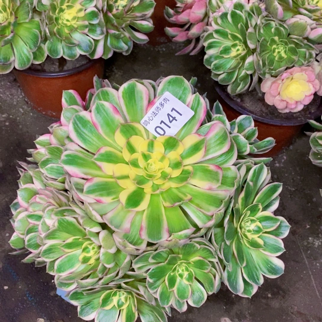 0141海王多肉植物