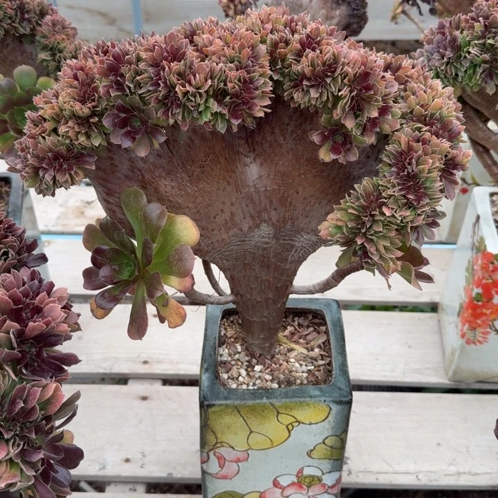 多肉的大肉都要长胖一点呀喂