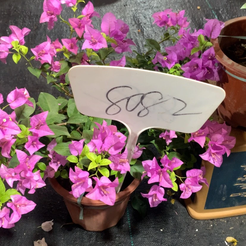 【闪购商品】完全开放8082