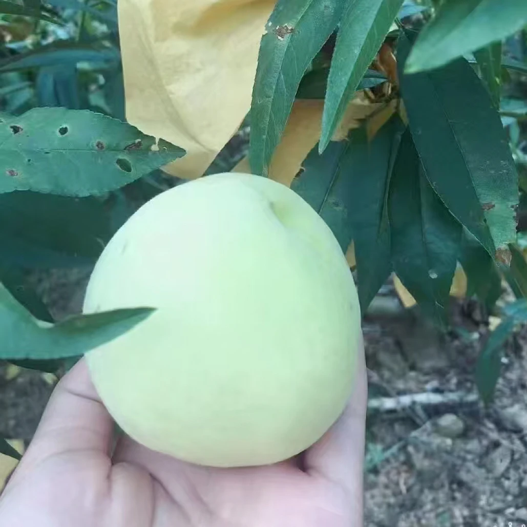 新鲜水果国庆桃青桃脆甜桃子