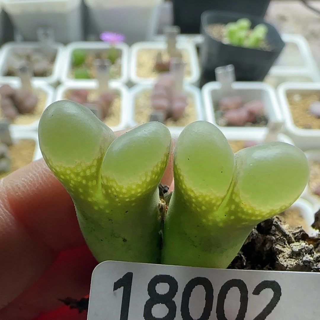 【闪购商品】二**R18002