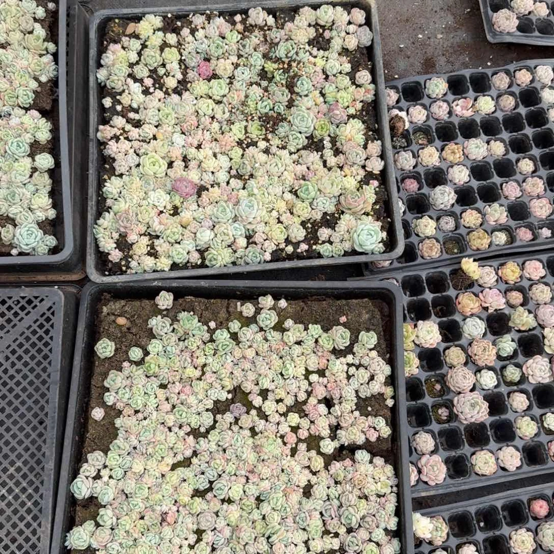 糖心小苗一筐量拍21-19